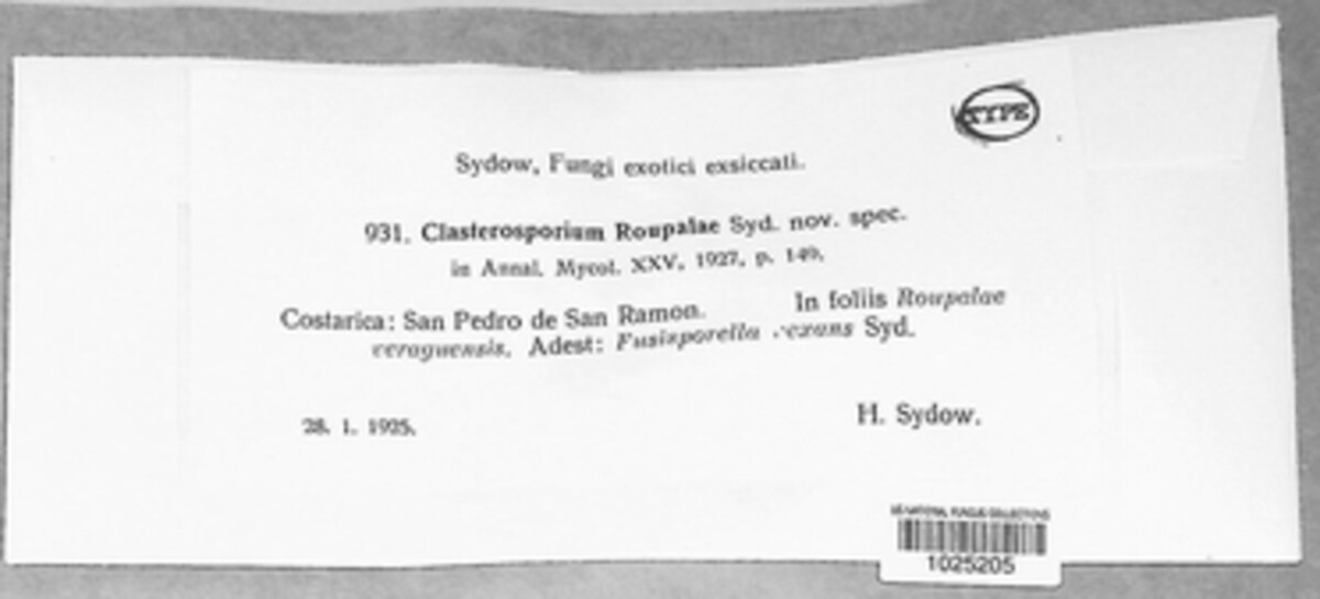 Clasterosporium roupalae image